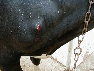 <span class="mw-page-title-main">Verminous haemorrhagic dermatitis (cattle)</span> Parasitic disease of cattle