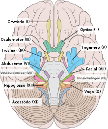 Neurite óptica - Wikiwand