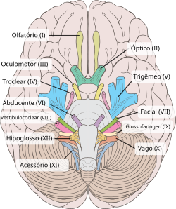 Brain human normal inferior view with labels pt.svg