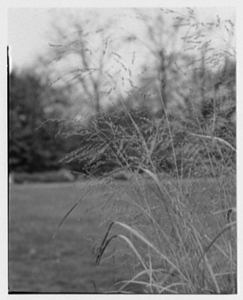 File:Brooklyn Botanical Garden. LOC gsc.5a23253.tif