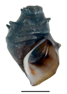 <i>Brotia armata</i> species of mollusc