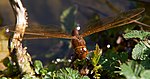 Brown Dragonfly 2 (7622689566).jpg