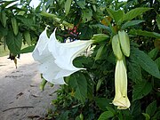 Brugmansia suaveolens Cà độc dược cảnh