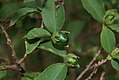 Brunfelsia uniflora