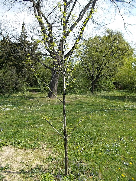 File:Budai Arborétum. Felső kert. Páfrányfenyő avagy halfarkfa (Ginkgo biloba). - Budapest.JPG