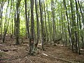 Густа букова шума, со планинарски ознаки (маркација) под с.Алдинци