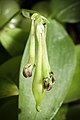 Bulbophyllum physometrum