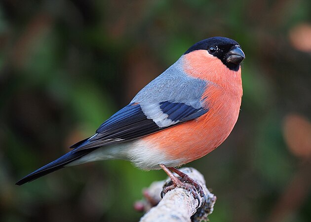 Eurasian bullfinch, male (created by Baresi franco; nominated by Armbrust)