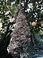 Bushtit Nest