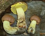 Butyriboletus taughannockensis