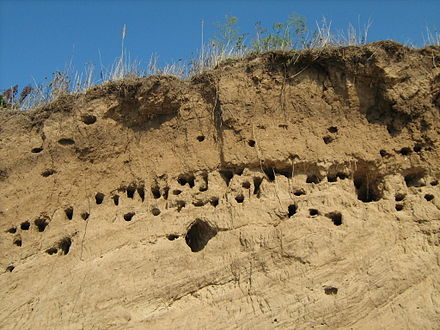 Bird burrows on the Volga shore near Kstovo, Russia