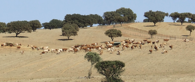 La photographe couleur montre un paysage sec ponctués d'arbres. Un grand troupeau de bovins rouges et blonds pâture
