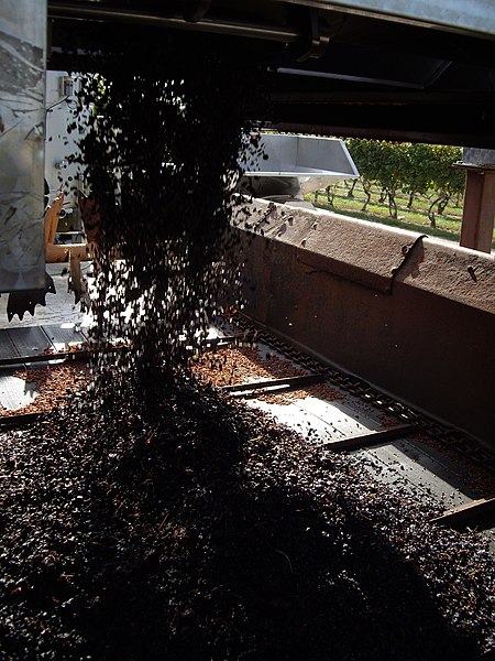 File:Cabernet Sauvignon skins being emptied from membrane wine press.jpg