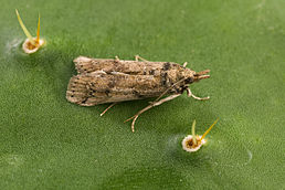 Female moth