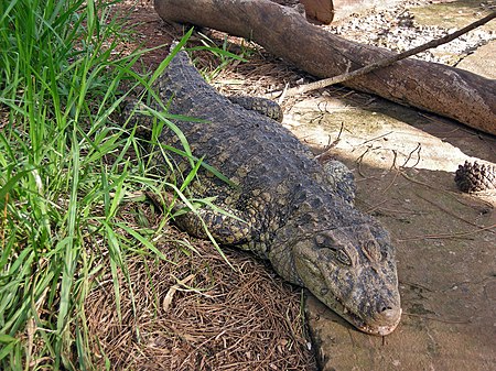 Tập_tin:Caiman_latirostris_(AU)-top-front.JPG