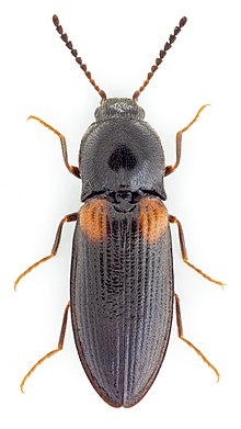 Calambus bipustulatus.jpg