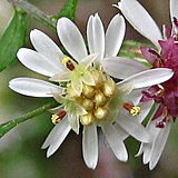 Symphyotrichum lateriflorum 31 October 2021 TFA: 5 January 2022