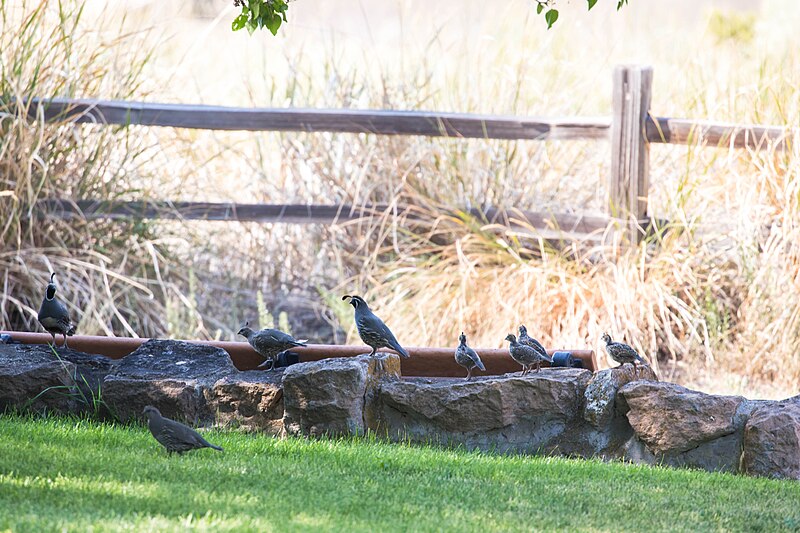 File:California quail (51390133555).jpg