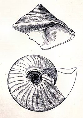 Calliostoma brunneum