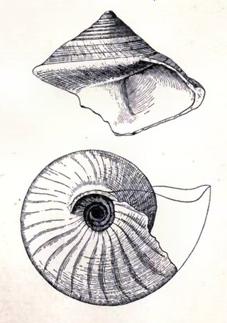 <i>Calliostoma brunneum</i> Species of gastropod