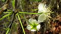 Inflorescence de Campomanesia aromatica