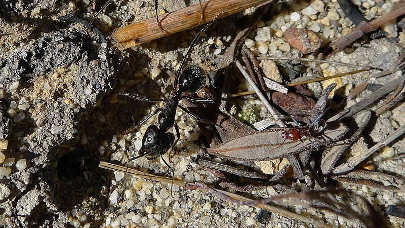 File:Camponotus v Iridomyrmex (7346174454).jpg