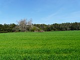 Camps de Can Borrell (entre Can Borrell i el Pi d'en Xandri), a Collserola.