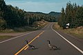 Canadian Geese Crossing Road (31944585878).jpg