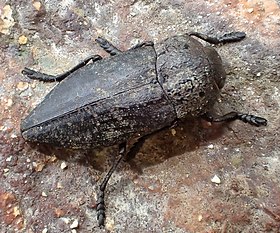 Capnodis tenebricosa