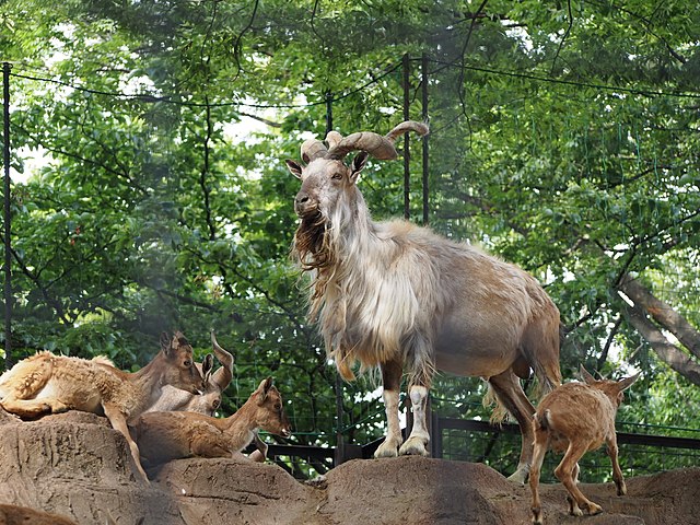 Markhor in a Japanese zoo