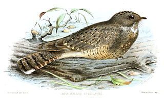 Star-spotted nightjar Species of bird