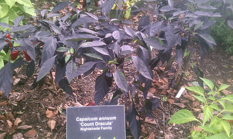 File:Capsicum annuum 'count dracula'.jpg