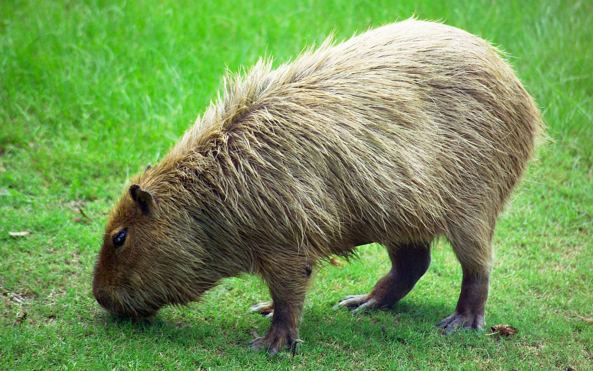 capybara - Wiktionary