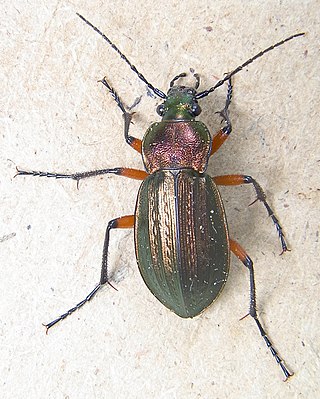 <i>Carabus arcensis</i> Species of beetle