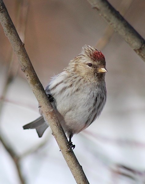 File:Carduelis flammea Oulu 20120409.JPG