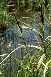 <i>Carex riparia</i> species of plant