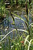 Two culms of a tall sedge stand up from waterlogged ground.