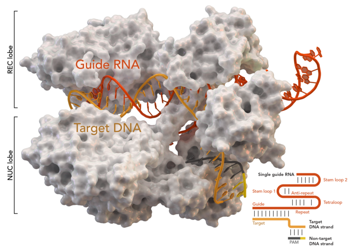 Crispr: Storia, Predecessori del sistema CRISPR-Cas9, Struttura del locus CRISPR