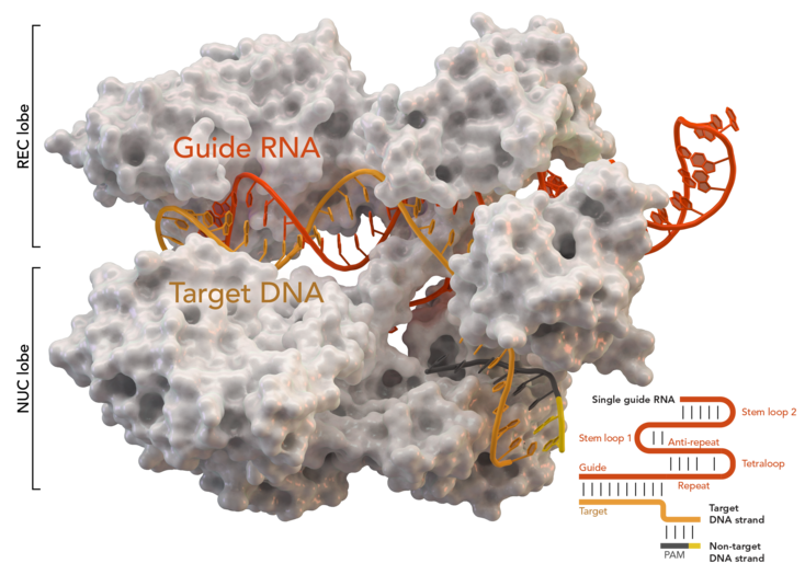 Кристаллическая структура S. aureus Cas9 в комплексе с сгРНК и её целевой ДНК в разрешении 2.6 A˚. (Nishimasu, et al. 2015)