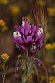 Castilleja exserta 8038.JPG