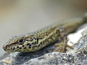 Descrição da imagem Close-up do lagarto de parede catalão (Podarcis liolepis cebennensis) (14085684563) .jpg.