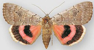 <i>Catocala concumbens</i> Species of moth