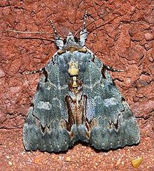 Catocala grynea - Odunsu Underwing Moth (14417316241) .jpg