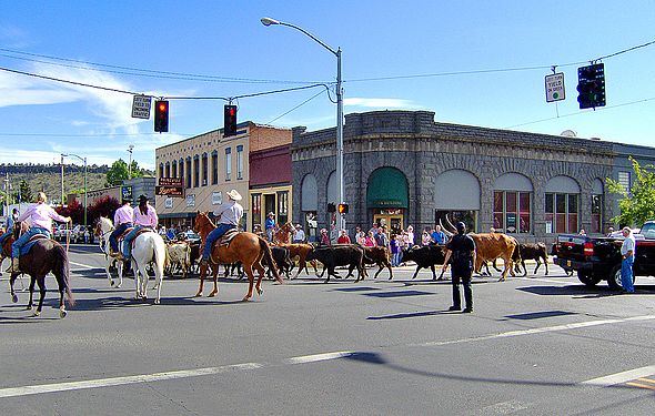 Cattle Drive In Oregon-USA