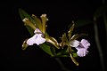 Cattleya bicolor subsp. bicolor