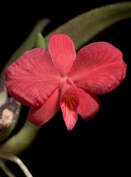 File:Cattleya brevipedunculata (Brazil) (Cogn.) Van den Berg, Neodiversity 3- 5 (2008) (38459300802) - cropped.jpg