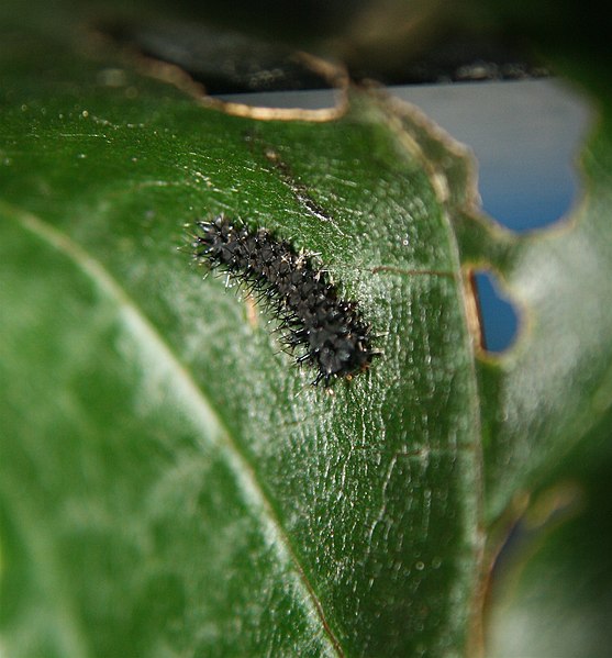 File:Cecropia Hatchling.JPG