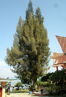 Cemara Angin (Casuarina Junghuhniana) di Samosir Island.JPG