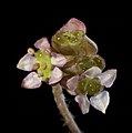 Centella asiatica - Flickr - Kevin Thiele.jpg