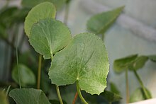 Leaves of Centella erecta Centella erecta (2).jpg